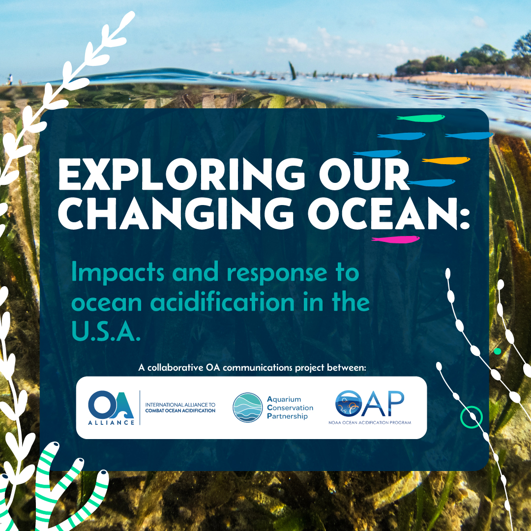 To celebrate OA Day of Action ACP, @OA_Alliance, and @OA_NOAA are launching: “Exploring Our Changing Ocean: Impacts & Response to Ocean Acidification in the US” - 6 StoryMaps showcasing OA science, stakeholder engagements & policy responses.🌊 shorturl.at/efzU0To