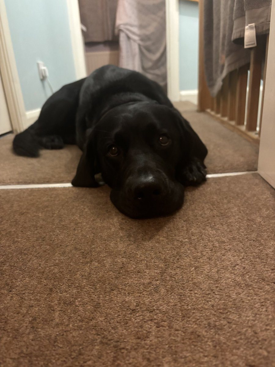 happy national labrador day to me 🥰