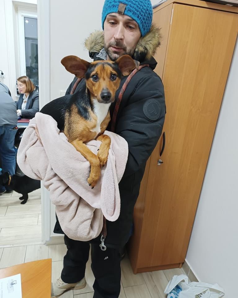 damian_zurawski's tweet photo. To, co obecnie się dzieje, jest po prostu niezwykłe!😍 Proszę o RT🙏 Cały czas Was potrzebujemy!

W wielu schroniskach dla bezdomnych zwierząt zjawiają się ludzie gotowi przezimować zwierzęta, a niektórzy z nich już zdecydowali, że pozostaną u nich na zawsze!

Cały czas utrzymuję kontakt telefoniczny z licznymi wolontariuszami, którzy z głębokim wzruszeniem opowiadają mi wzruszające historie.💔
Takie jak ta o Panu, który specjalnie zjechał trasy z tirem, by adoptować psa, czy o małżeństwie, które w obliczu mrozu przyjechało ze swoim wnuczkiem, by przygarnąć psa na stałe! 
Te historie są nie tylko prawdziwe, ale także niezwykle poruszające. Kolejny raz ludzie zjednoczyli się, aby pomóc niewinnym zwierzętom, które potrzebują wsparcia!

Chciałbym wyrazić ogromny szacunek dla wszystkich pracowników schronisk i wolontariuszy, którzy zostają do późnych godzin, żeby tylko wydać jak najwięcej zwierząt.👏
Dzisiaj, w obliczu mroźnej pogody, gdzie temperatura może spaść nawet poniżej -18 stopni, ich poświęcenie nabiera szczególnego znaczenia. 
Tutaj jeszcze mały apel od pracowników, żeby najbardziej poświęcić uwagę na najstarsze zwierzęta w schroniskach, które szczególnie odczuwają te trudne warunki.

A na koniec zdjęcie, pewnie kolejnej pięknej historii. 
W tych oczach jest cała wdzięczność tego psiaka.🥹