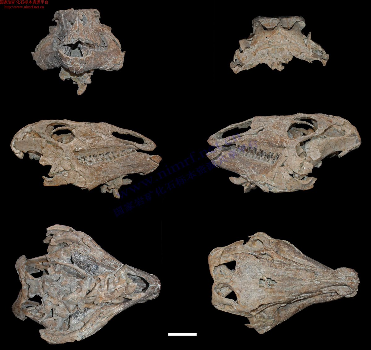 Brontops_'s tweet photo. Who doesn't like the complete skull  of a basal hadrosauroid? Here's Xuwulong, from the Early Cretaceous of China. #ornithischia #iguanodontia https://t.co/cz42ntGUSt
