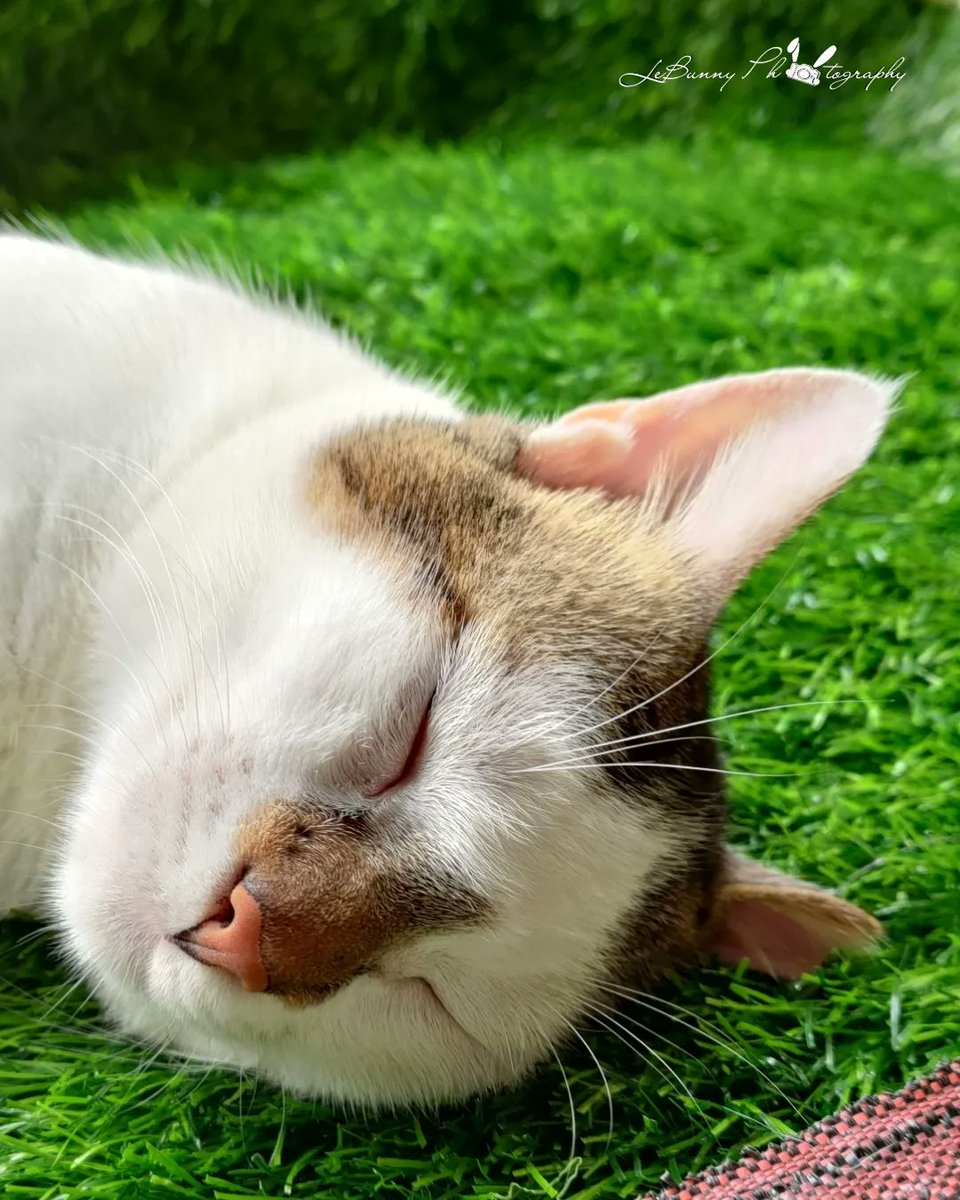 jobanputrajeet's tweet photo. The #AnimalPark you wanted🤭🐰🐱
.
.
Inke liye saari duniya jala denge😌🤌🏻
#pets #catsofinstagram #Cats #catstagram #Bunny #rabbit #oph #_toi_ #budpoi #i_hobbygraphy #photokatamasha #NustaHaramKhor #_soi #india_igo
#Mumbai #streetcats #streetphotography #lebunnyphotography https://t.co/DavhB54pk9