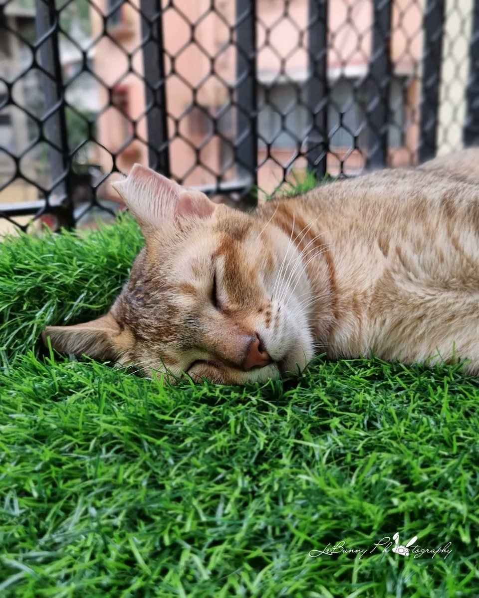 jobanputrajeet's tweet photo. The #AnimalPark you wanted🤭🐰🐱
.
.
Inke liye saari duniya jala denge😌🤌🏻
#pets #catsofinstagram #Cats #catstagram #Bunny #rabbit #oph #_toi_ #budpoi #i_hobbygraphy #photokatamasha #NustaHaramKhor #_soi #india_igo
#Mumbai #streetcats #streetphotography #lebunnyphotography https://t.co/DavhB54pk9