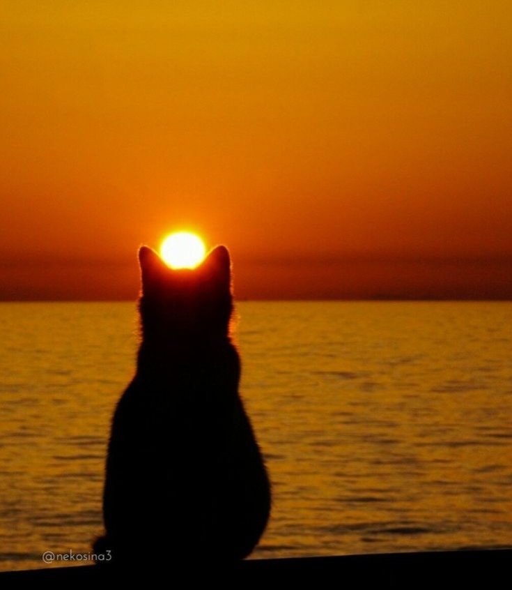 Metanoia100's tweet photo. Have a great week ❤️🌈

#cats #CatsofTwittter #CatsLover https://t.co/vsm46vReIB