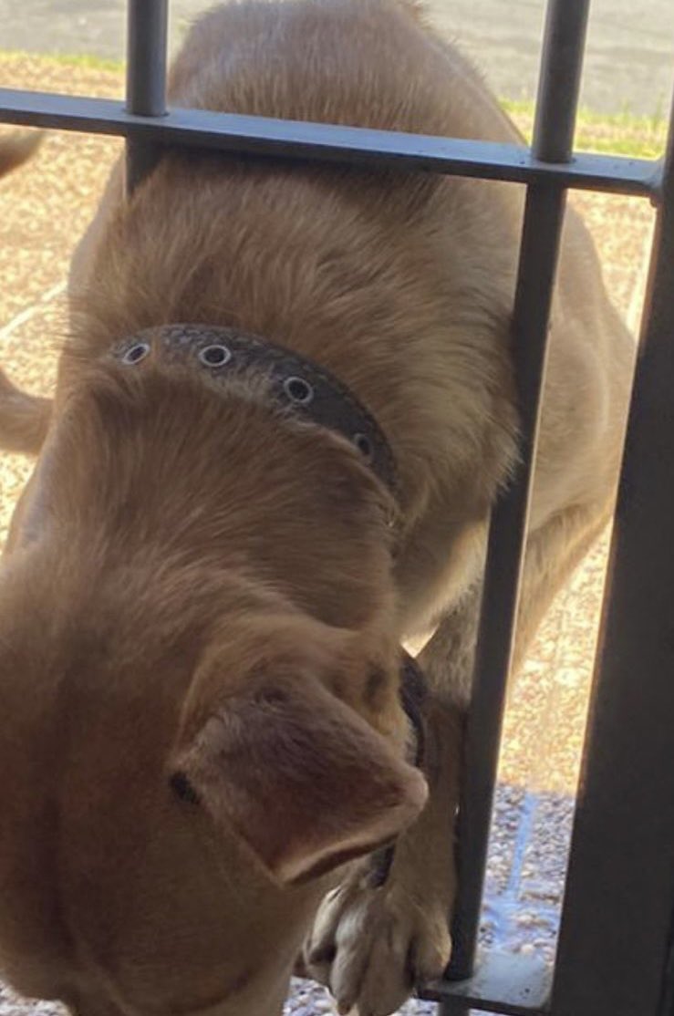 🙏🏼 DIFUNDIR 🙏🏼
Perrito perdido encontrado en Callao y Balbin, Valentin Alsina. Tiene collar.
Buscó a su familia y en el caso de que no aparezca, busco una familia que lo cuide y le de mucho amor.
Lo tengo retenido pero no puedo quedarmelo😔