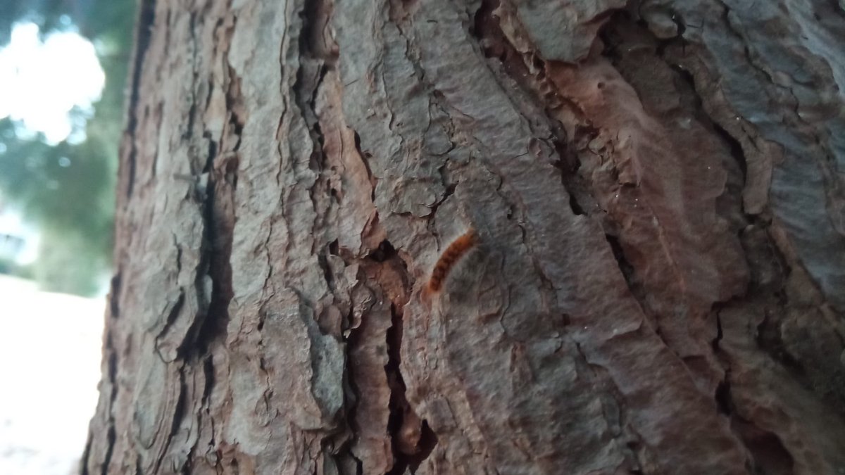 CarlosCC_Tgn's tweet photo. @TGNAjuntament ja tenim la processionària al parc del Anfiteatre, si us plau fiqueu medis abans de que estigui tot ple com altres anys, centenars de nens juguen allí cada dia a la sortida del col·le https://t.co/6X5JeHPW15