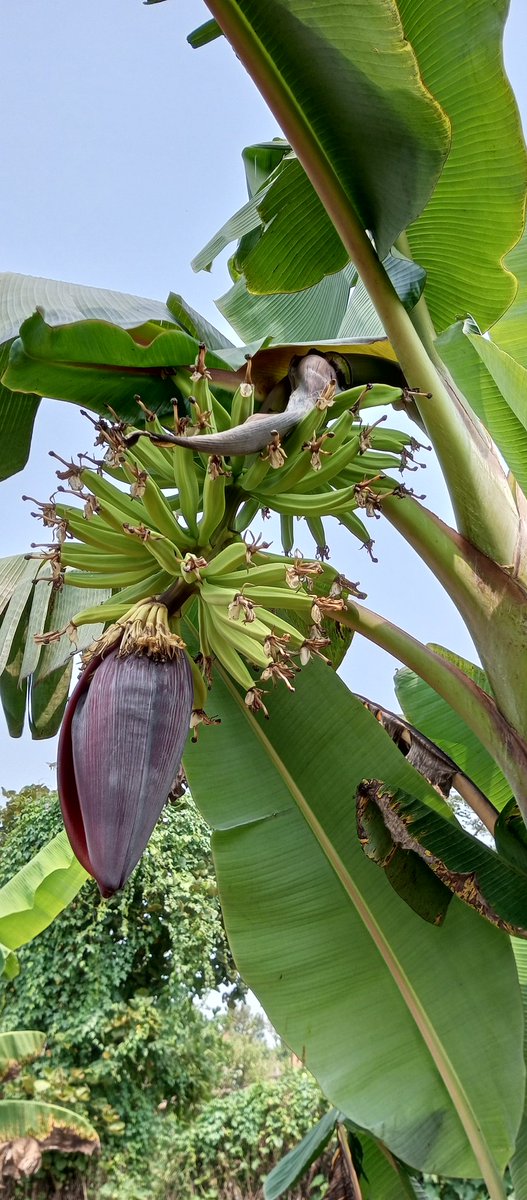 Novine_Farm's tweet photo. How long does plantain (gonja) take to mature after flowering? 4 months? 5? Maybe 🤔 9 months?
We shall find out together soon as I track this particular one at Novine Farm
31/12/2023👇 6/1/2024 👇 https://t.co/HBsHAtC0I3