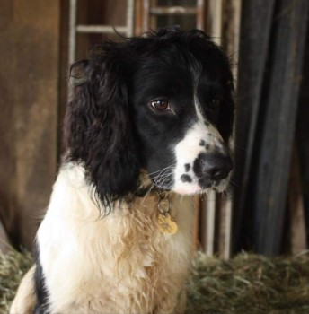 AdoptionsUk's tweet photo. Please retweet to help find BUDDY, STOLEN FROM #YELVERTON #DEVON #CORNWALL AREA #PL20  #UK 
 26 DECEMBER -  He could have been taken anywhere in the country. Have you seen someone with a new dog like this or been offered him🐶👀

DETAILS 👇
https://t.co/CjKHh752Hz
#dogs @rosieDoc2 @MissingPetsGB @DogLostUK @Nightowl400 #Spaniel #Stolen