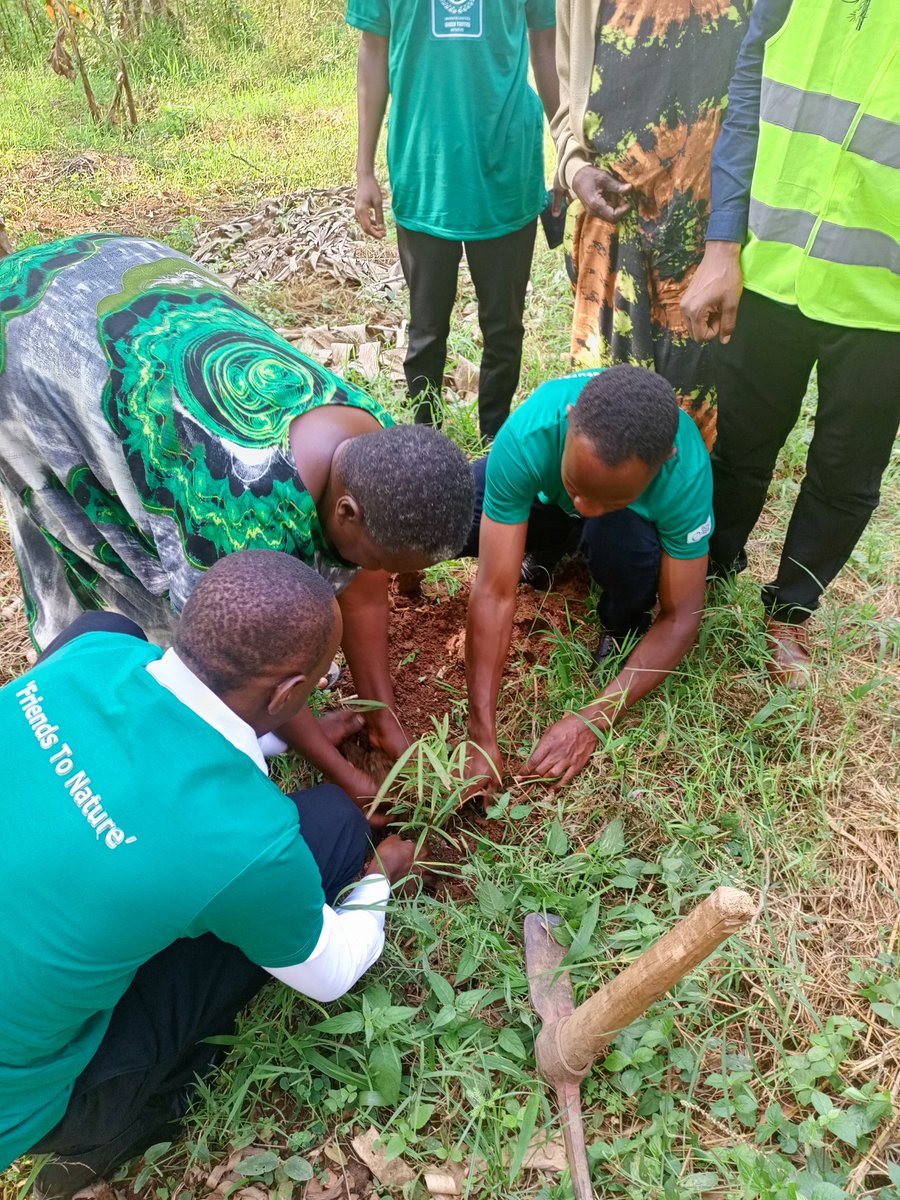 We are delighted to announce that we are currently undertaking bamboo restoration projects in Central and Eastern Uganda supported by the @gylctweets. The goal is to increase carbon sinks, and coordinate the development of the bamboo industry in Uganda. #ClimateAction #bamboo