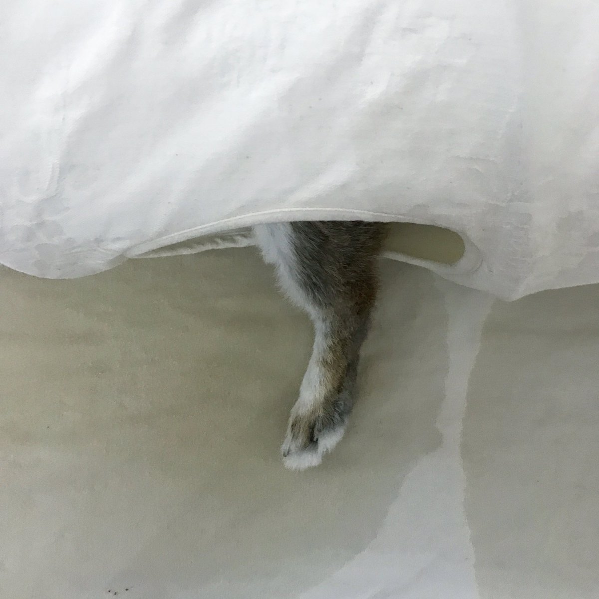 laetitia_rose7's tweet photo. 2021年9月17日。
のわ、虚無脚なのうさ…

#usanoko #noix #うさぎ #うさぎ好きさんと繋がりたい @shop_laetitia_rose #rabbit #lievre #野うさぎ #lapin #うさみみ #ウサノコ #しっぽ https://t.co/CgF7WGDUAL