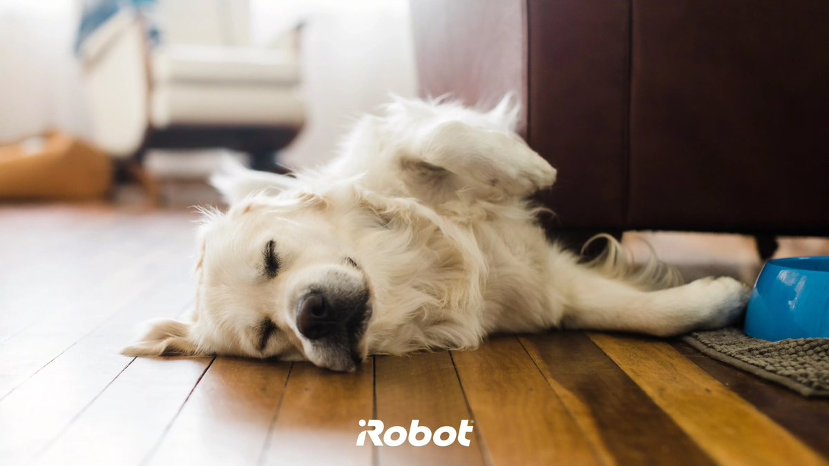 Monday mood 😴 Ich schlafe während Roomba für mich putzt. 

Wem geht es so ähnlich wie diesem süßen Vierbeiner? 🙈