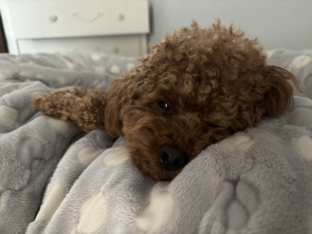 overyolch's tweet photo. 최근에그렸던건데 딴계정에서도 올렸어가지고 ㅋㅋ 저희집개사진과올���.. https://t.co/4jjSRuL6nu