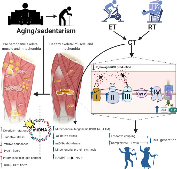 Omid_HopeUni's tweet photo. Role of concurrent "endurance and resistance" training to protect mitochondrial function and as an anti-sarcopenic intervention.

#muscle #ageing #mitochondira #sarcopenia
https://t.co/q00UHPadw7 https://t.co/QJOt22dodH
