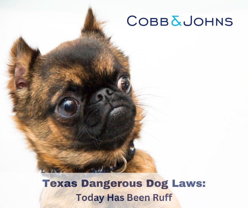 What happens when our seemingly domesticated canines embrace their wild side? (And not in a good way). Texas dangerous dog laws come into play. bit.ly/47mrYvC #txlege