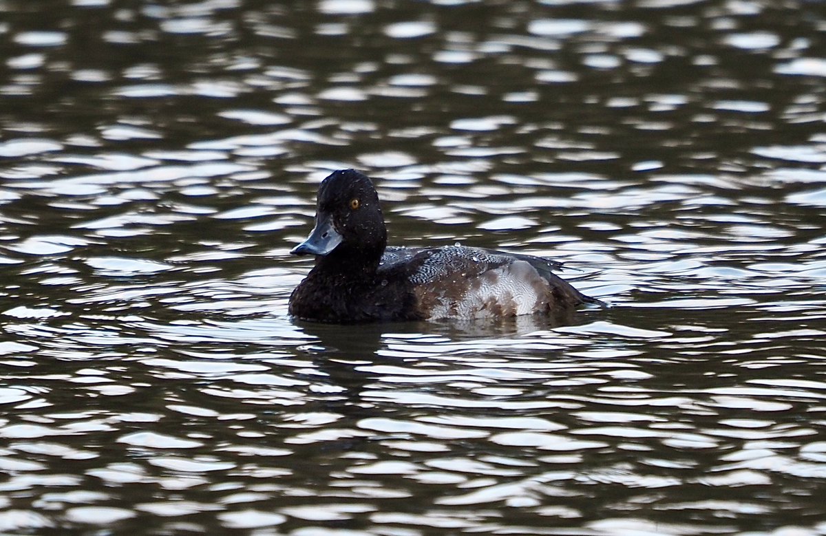 Lesser Scaup from Bosherston yesterday afternoon. @PembsBirds @NTPembrokeshire