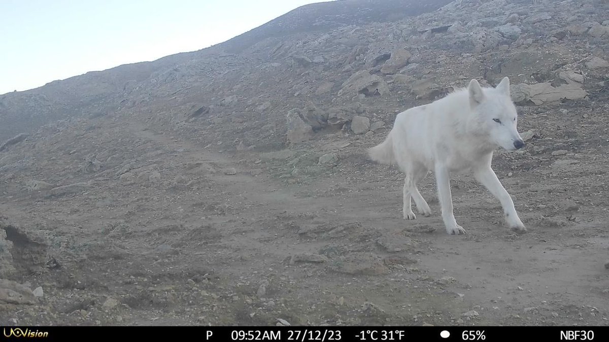 A white wolf with blue eyes in Kyzylsai Natural Park in Mangistau Western Kazakhstan. One unusual sighting. There is only one anecdotal observation from Balkan in Turkmenistan. Is it a wolf? Is it a hybrid? 🙏 to @HimalayanWP and @ACBK_Kazakhstan for contributing to discussion