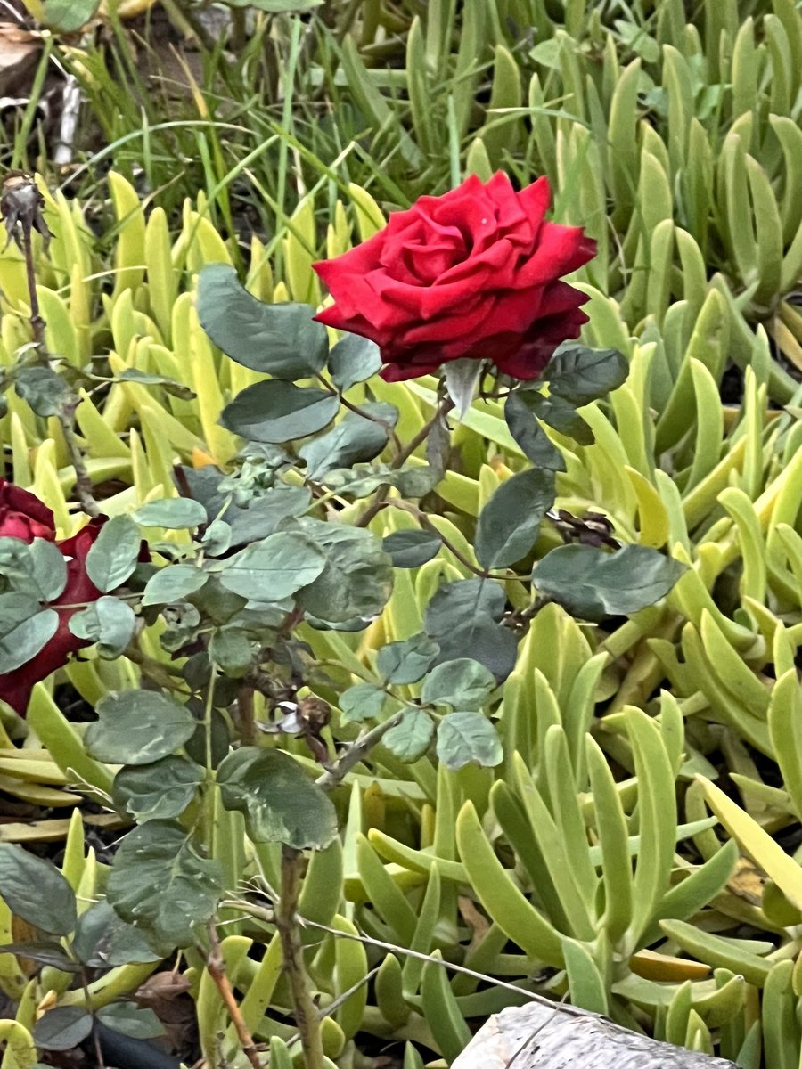 theRGworld's tweet photo. Just as this beautiful rose at Dafa Campaign bravely withstands winter storms, so does the radiant @PaulaYacoubian. https://t.co/X2YqWGcRwL