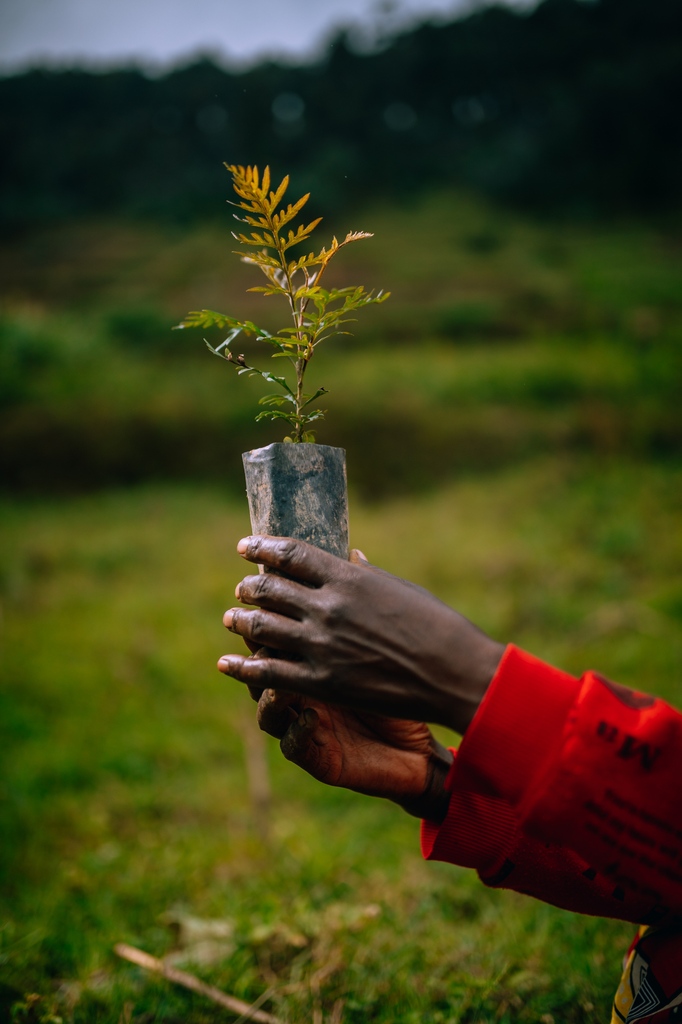 onetreeplanted's tweet photo. ...Still haven't made a new years resolution? 🫣 How about making a sustainable effort every month, that helps restore ecosystems around the globe... 🌏 Join our Monthly giving program, the Grove, today! 

https://t.co/93MS24Qrtd https://t.co/ptmhsysEVm