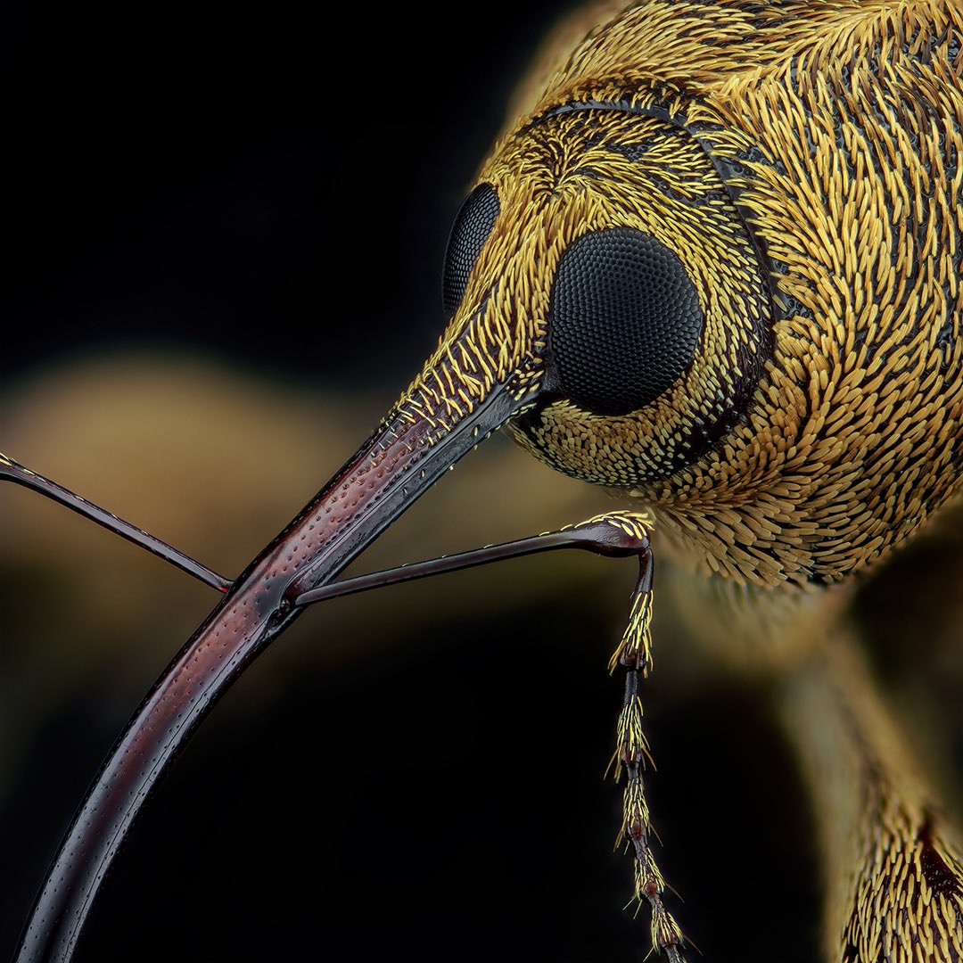 sagaOptics's tweet image. Weevil, Curculio sp. Weevils with a particularly long snout look like they come from another world. Look closely, they live among us!

#weevil #weevilwednesday #coleoptera #insects #käfer #rüsselkäfer #macrophotography #entomology