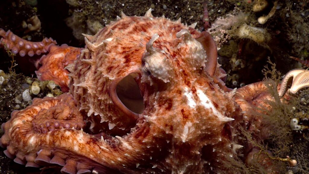 DeepStewardship's tweet photo. The first DOSI #DeepOceanRoundUp of 2024 is here! This week features new research, travel grant opportunities, cruise berths on 2024 AtlantiS expeditions, and three marine science professorships, and more!
Read it here 👉 https://t.co/siULkZQGJV
📷: @oceanexplorer https://t.co/w6c6L5l2Ja