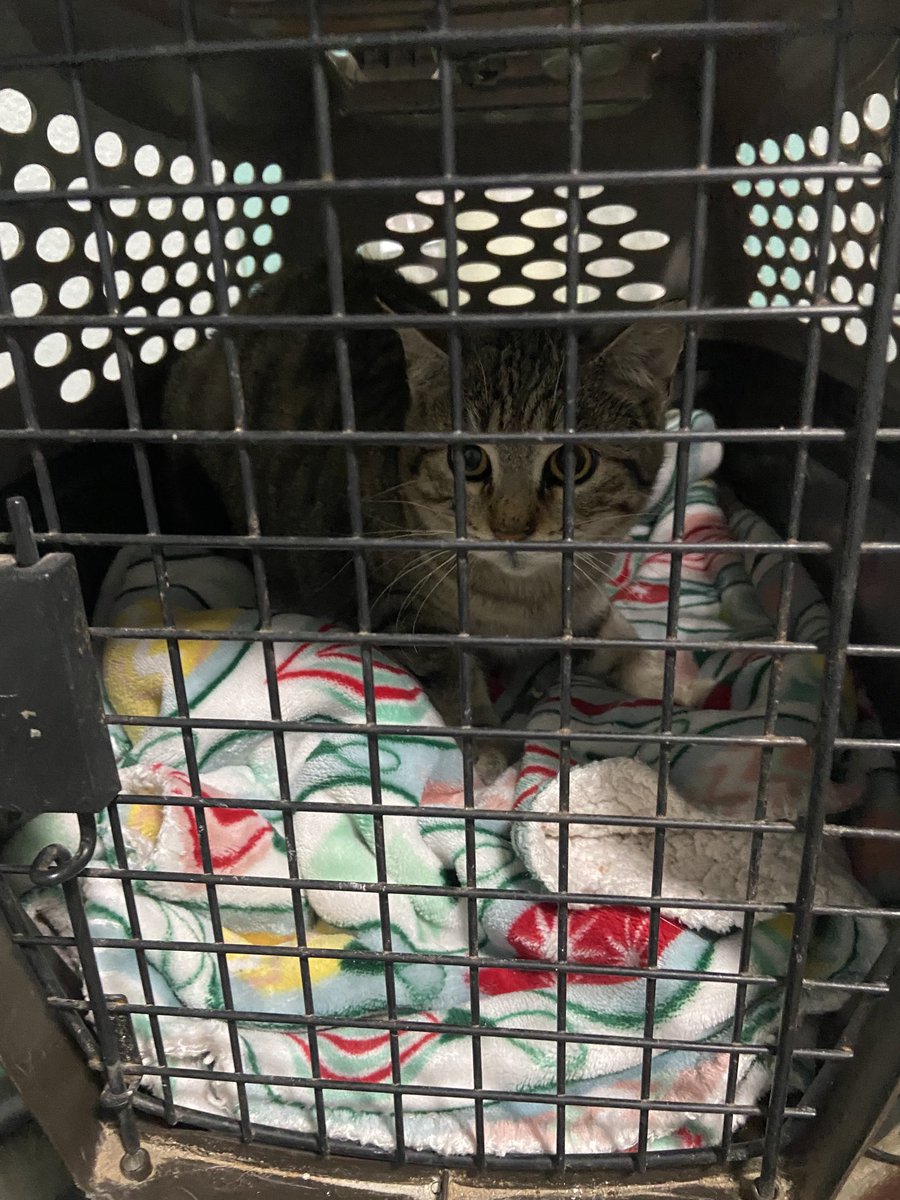 Texas friends, is there anyone who could offer a safe, loving, INSIDE home for this sweet, sweet, sweet boy? This is our garage kitty, who is getting neutered, tested, &amp; vaccinated this morning. He is so affectionate &amp; wants to be inside so badly.