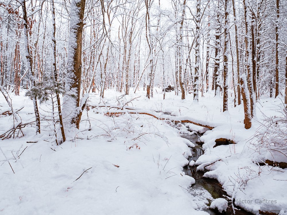 The woods after #WinterStorm Ember
#nature #naturelovers #NaturePhotography #outdoorfun #outdoorlovers #snow #snowstorm #winter2024 #winter #WinterWonderland #WinterStormEmber