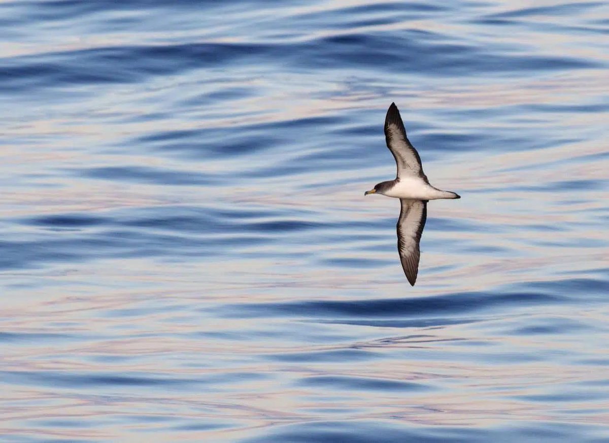 NEW PAPER in #ornithology quantifies the overlap of #seabirds with #fishing vessels by using bird-borne radar detectors: buff.ly/4aRfkb1