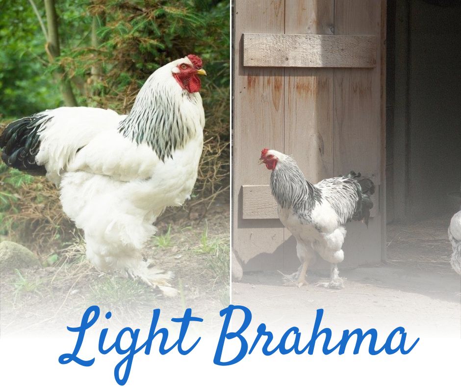 AFowlDay's tweet photo. Despite their large size, Light Brahma are peaceful birds, making them popular as backyard pets. They will also prove to be good layers, producing brown, medium-sized eggs for your family.
https://t.co/7oPMUlHyGC
#chickens #hatchery #backyardhatchery #farmlife #backyardchickens https://t.co/fa3GksWuE0