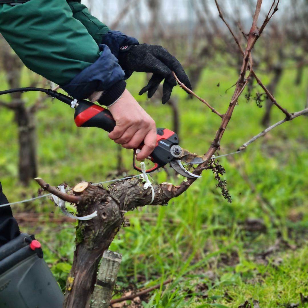 LamotheBergeron's tweet image. 𝗩𝗜𝗚𝗡𝗢𝗕𝗟𝗘🍇 ❄️ La taille de nos pieds de vigne suit son cours. Celle-ci occupera nos équipes tout l'hiver. 

#pruning #hiver #vignoble #winter #taille #vineyard #medoc 
@CrusBourgeois @medoc_hautmedoc @VinsdeBordeaux @medoc_wines @Tweetpulpe @MargauxTourisme