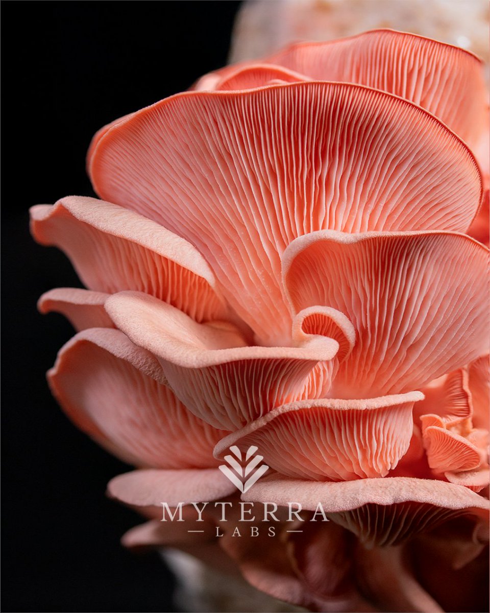 Cooking with love can start with growing your food. The pleasure of cultivating mushrooms at home is an experience worth taking. Fresh ingredients, endless possibilities! #growyourownfood #organicfood #getcultured #myterralabs #pinkoystersmushrooms