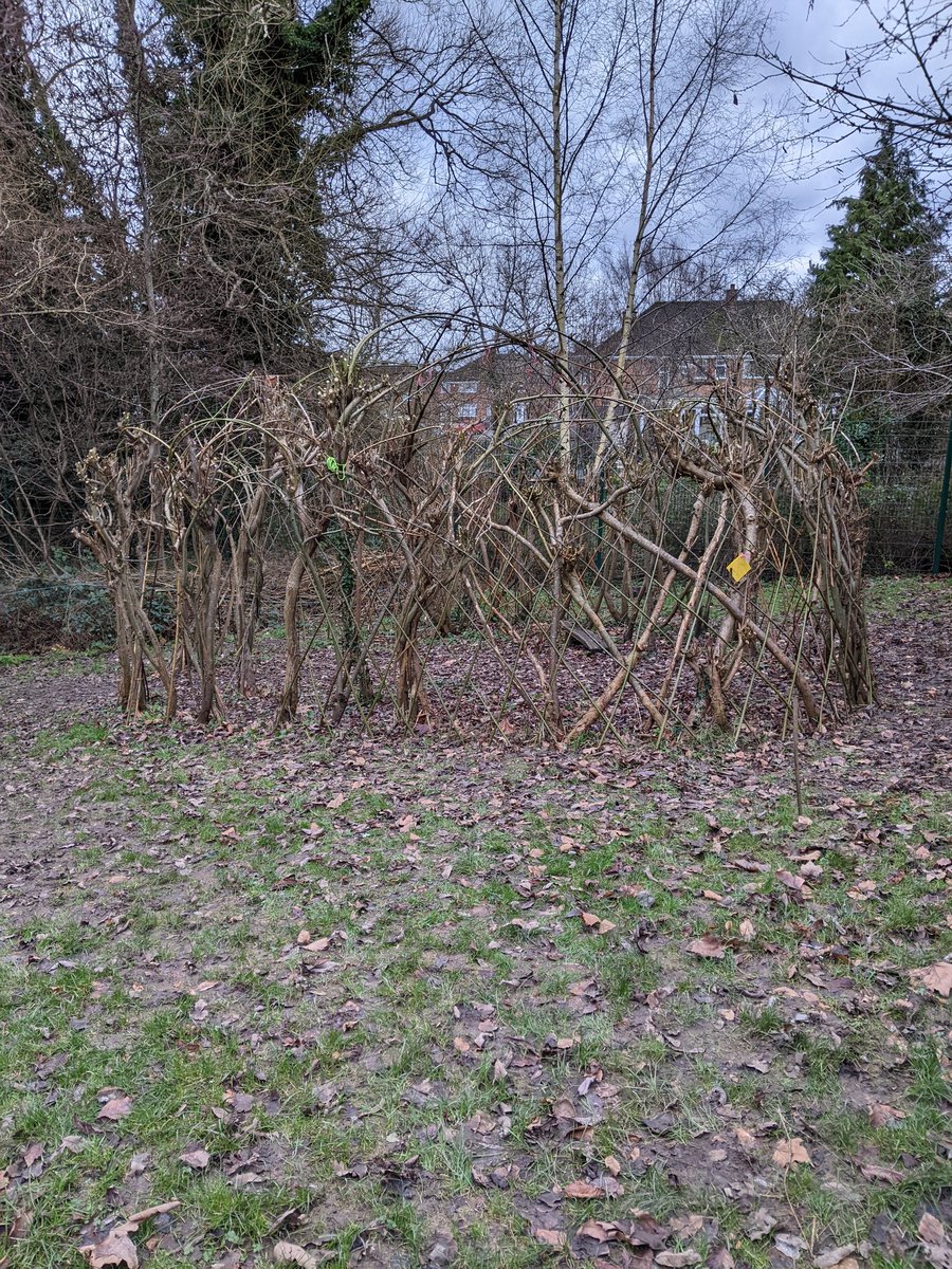 LizAnneCole's tweet photo. @Fruitsforest16 @MrARawlings Get's harder every year but just about dome shaped 🙄 https://t.co/CXnoa0iKpN