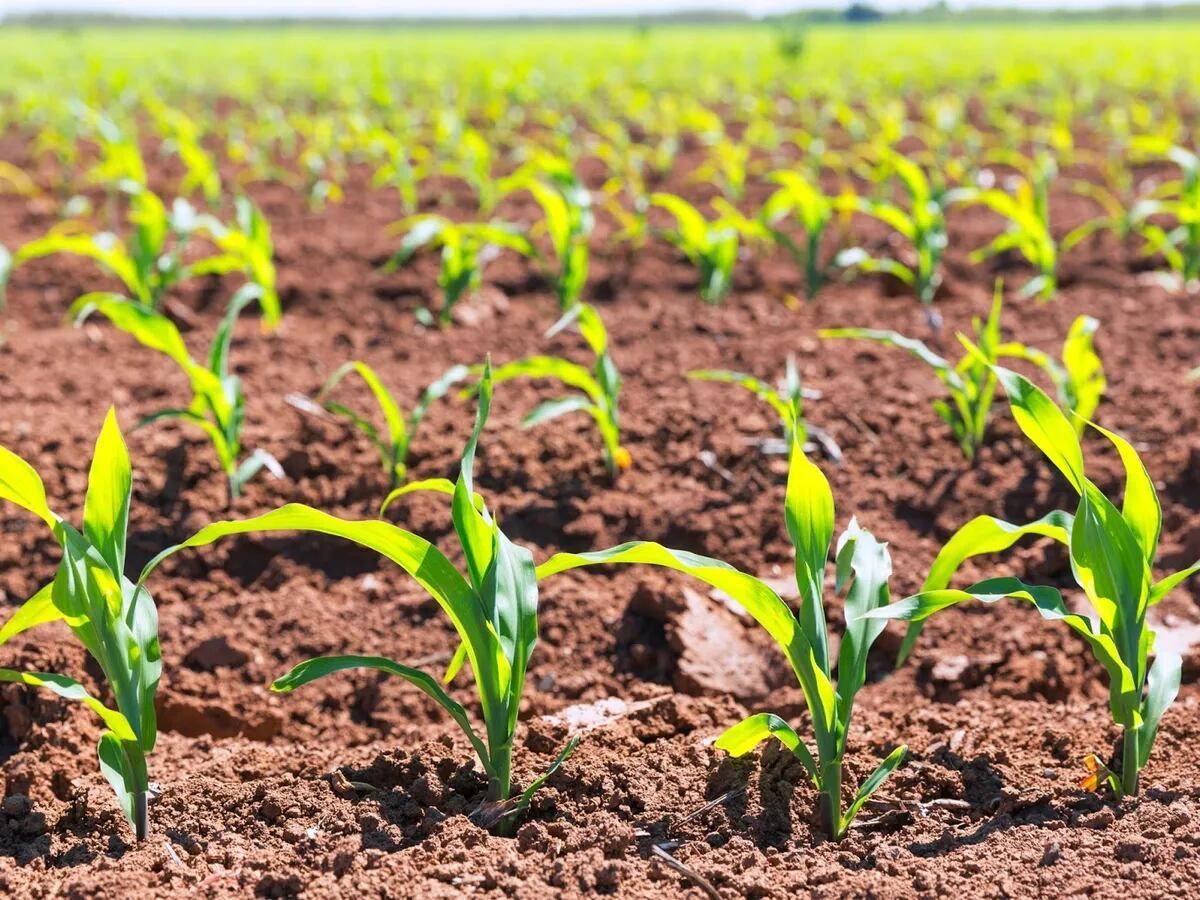 Orgullo Rural (@orgullorural2) on Twitter photo Especial Biológicos: el futuro de la fertilización según Corteva Agriscience
<a href="/CortevaARG/">Corteva Argentina</a>
mitreyelcampo.cienradios.com/especiales/esp… Especial Biológicos: el futuro de la fertilización según Corteva Agriscience
<a href="/CortevaARG/">Corteva Argentina</a>
mitreyelcampo.cienradios.com/especiales/esp…