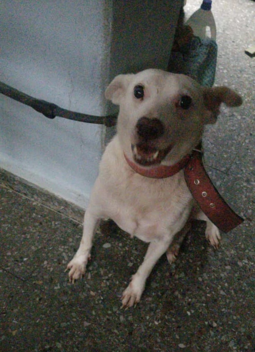 ings_sc's tweet photo. @PpEncontradosMx @animalitoscdmx @MascotaCoyoacan @por_perros @RescateAnimal @PrrosPerdidosMX ayuda por favor para encontrar a #balto este perrito debía tomar vuelo para encontrarse con su fam en EU pero lo soltaron a su suerte en el @AICM_mx y ahora niegan al perro ahi https://t.co/XcvEb9Hajt