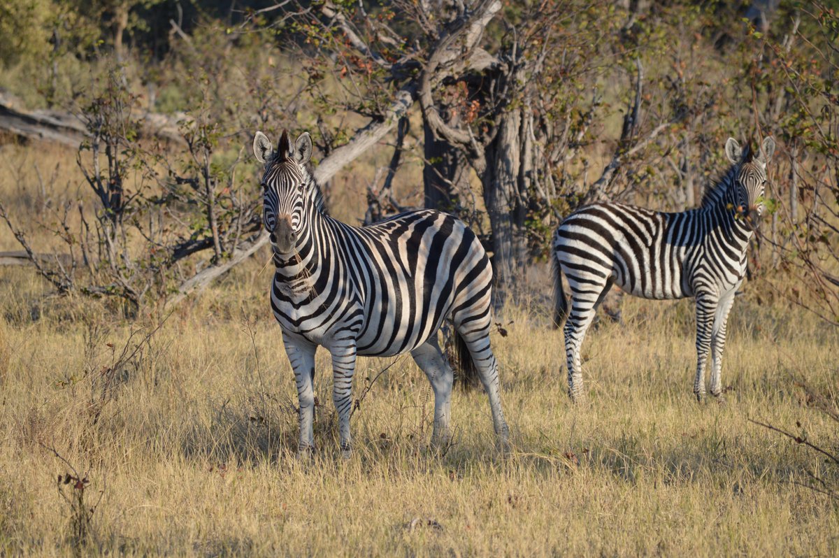 ASUCollegeofGF's tweet photo. This program runs from June 29 to July 8 and brings together participants from Botswana, Australia, England and ASU for a truly international study abroad experience.

Program applications close on March 1. 

More information can be found here: https://t.co/HuwcK4v7v6 https://t.co/dPxi37cv9h