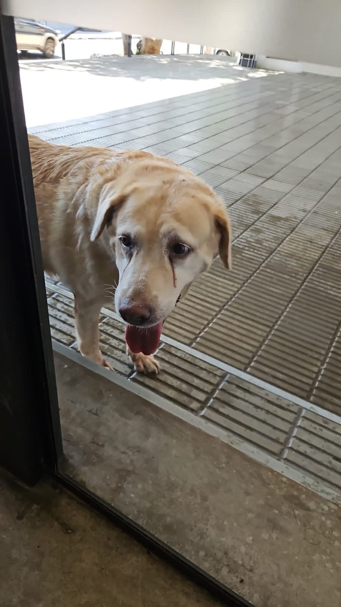 Pame_Erre's tweet photo. Esta perrita apareció en DHL, sobre general santos. Por si alguien le conoce 🥺 @edithortizg @tanyadoga15 @jluis08_ @MarceloAdrianS https://t.co/T9vrHn3qcH