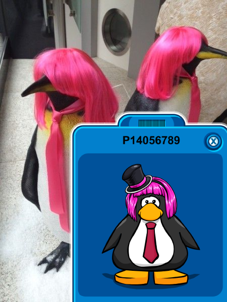 Club Penguin Meme Dimension tweet media