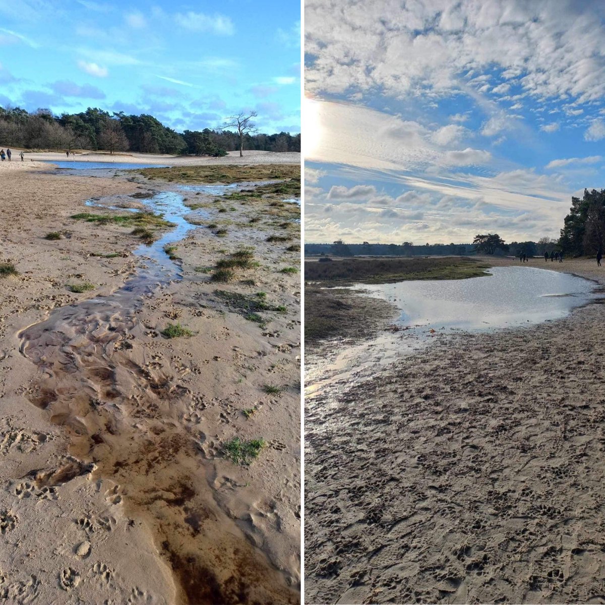 mveldhuis76's tweet photo. 3 maanden bijna onafgebroken #neerslag zorgen zelf op normaal kurkdroge #stuifzanden voor grote plassen, nieuwe meertjes. Zoals op het #Hulshorsterzand, #Kootwijkerzand, de #Soesterduinen en #deHaere💦😍

@ValleienVeluwe @Natuurmonument #neerslagoverschot https://t.co/5Y8coPOkOG