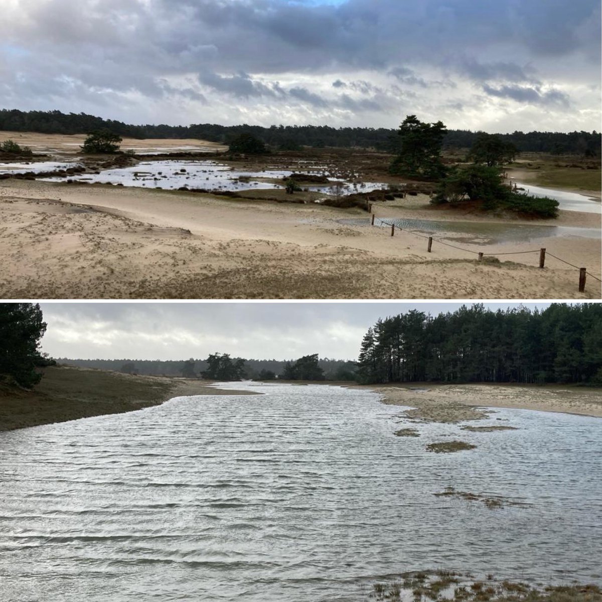 mveldhuis76's tweet photo. 3 maanden bijna onafgebroken #neerslag zorgen zelf op normaal kurkdroge #stuifzanden voor grote plassen, nieuwe meertjes. Zoals op het #Hulshorsterzand, #Kootwijkerzand, de #Soesterduinen en #deHaere💦😍

@ValleienVeluwe @Natuurmonument #neerslagoverschot https://t.co/5Y8coPOkOG