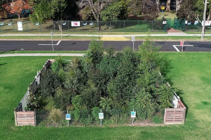 Penalosa_G's tweet photo. #UrbanHealth #TreesTreesTrees
Tiny forests springing up in Australia's urban areas.
10 months from 30 cm/1" to over 3 metres/10 feet high.
30 times more benefits to atmosphere than a grass lawn.
10 x 10 metre/32x32 feetย a school's tiny forest.
https://t.co/0r7Hf0tBX4 https://t.co/I5VAxNu4fI