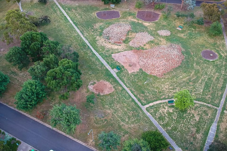 Penalosa_G's tweet photo. #UrbanHealth #TreesTreesTrees
Tiny forests springing up in Australia's urban areas.
10 months from 30 cm/1" to over 3 metres/10 feet high.
30 times more benefits to atmosphere than a grass lawn.
10 x 10 metre/32x32 feetย a school's tiny forest.
https://t.co/0r7Hf0tBX4 https://t.co/I5VAxNu4fI
