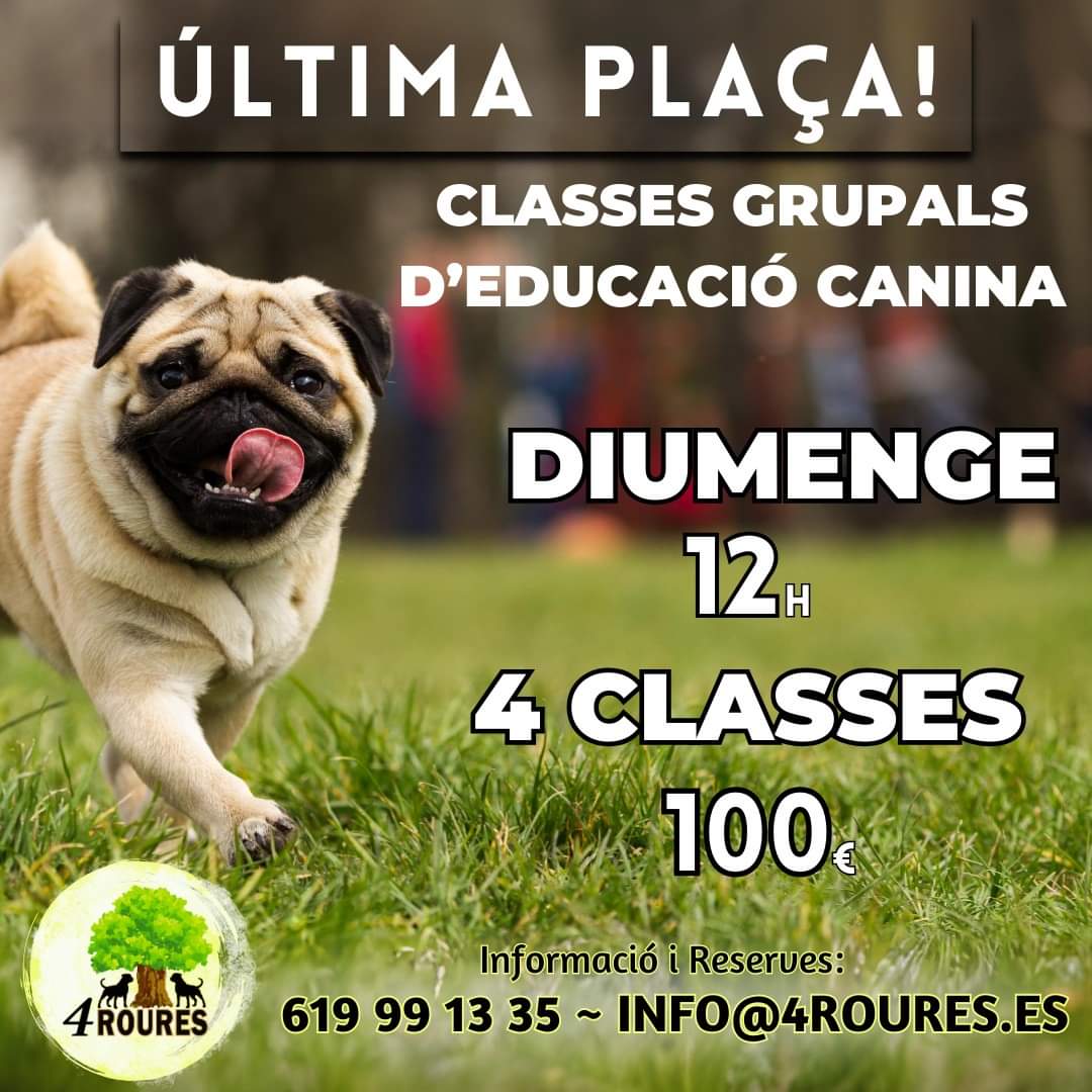 Club_4Roures's tweet photo. 🎊Comencem l'any a tope! 💪
👉Queda una única plaça per a la Classe Grupal que comencem aquest diumenge, a les 12 h
🐶 I a un preu excepcional. 4 classes, 100€.😲
Més informació i reserves:
619 99 13 35 
https://t.co/B5EidhPZJO
o a 4 Roures 
https://t.co/iyVD95ufgX https://t.co/eFwwEeSCCo