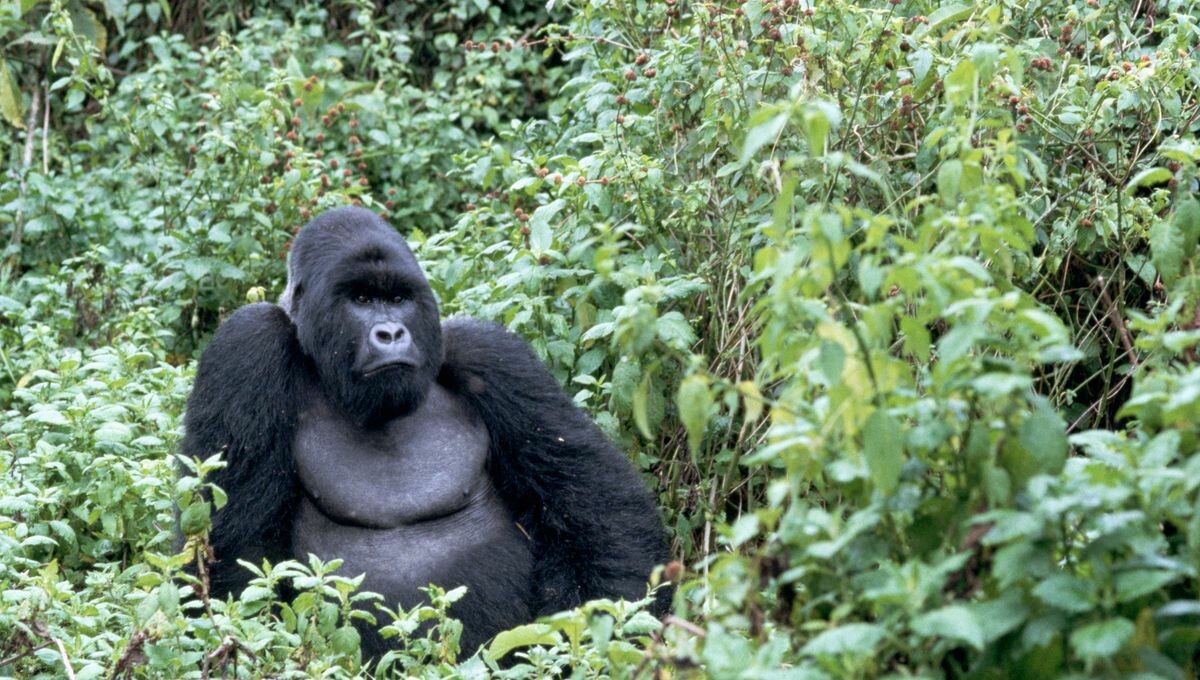 franceinter's tweet image. "Sur la terre des gorilles", un documentaire animalier pas tout à fait comme les autres
➡️ l.franceinter.fr/O9G

#CaptureEcran @roqueeva