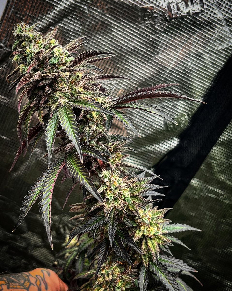 Blueberry Cupcake x MAC1 (freebie bred by <a href="/HumboldtSeed/">Humboldt Seed Company</a> 

Day 58 🌻

🍁TeeBeeDee man. . .TBD🍁
#CannabisCommunity #cannabiscultivation #cannabisculture #cannabisgrower #cannafam #growyourown #homegrown #marijuana