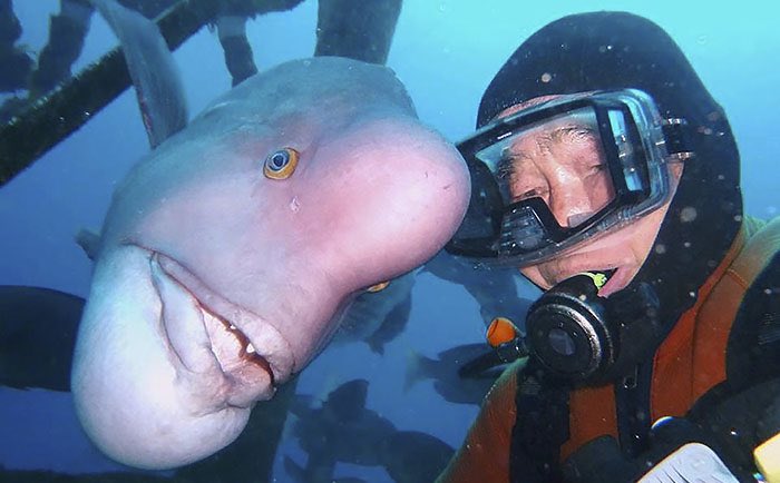 timecaptales's tweet photo. The diver found out that the fish, named Yoriko, had a mouth that had been badly injured but still she came to meet him. 

Realizing that she might be unable to catch her own food, the diver, Arakawa, spent the next 10 days hand-feeding Yoriko, meat from crabs that he hammered open for her near the temple gate. "I think anyone can get an animal's attention by feeding them. But to touch or interact with them is harder to accomplish," he said.

Yoriko quickly recovered from her injuries and then their bond became even stronger. “I’m not sure if it’s the nature of the kobudai or not. It’s probably because there is a sense of trust between us. I guess she knows that I saved her that I helped when she was badly injured. So for me to be able to do that, I am proud,” Arakawa said. “I have an amazing sense of accomplishment in my heart.”