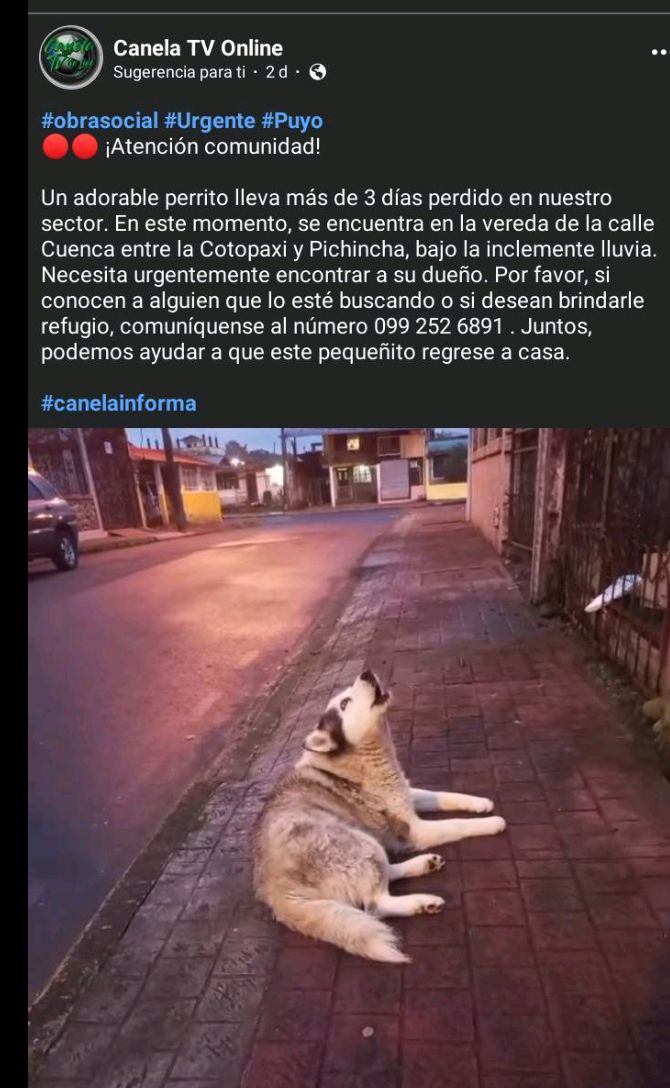 DefensoresAn's tweet photo. #PUYO Nos solicitan compartir. Buscando a su tutor. Rt https://t.co/9lejFaYHkA