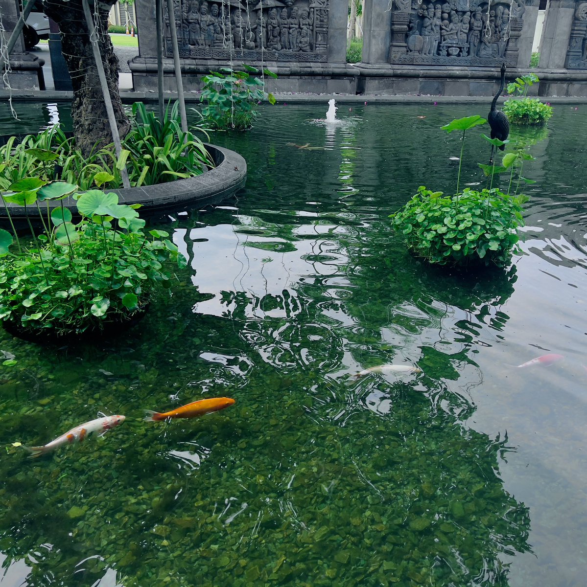 K9_KURO's tweet photo. Here’s some pictures I took in Bali 📸❤️‍🩹
I’ll upload some to Instagram after tomorrow stream 😎 https://t.co/J4ugBxHcfP