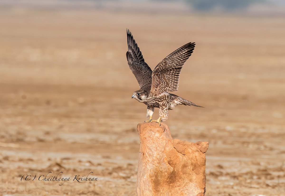 Peregrine Falcon taking off.

This was photographed during a visit to LRK, Gujarat.

#IndiAves #TwitterNatureCommunity #birdwatching #BirdsSeenIn2023 #ThePhotoHour #BBCWildlifePOTD #natgeoindia #WaytoWild #birds #birdphotography #birdsoftwitter @WildlifeMag #Nikon #falcon