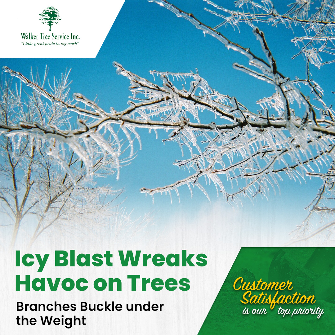 TreeWalker's tweet image. Ice storms can be a major threat to your trees, with branches and unstable sections at risk of collapsing under the weight.  Our experienced team will assess, trim, and strengthen your trees, reducing the risk of damage.  #WalkerTreeService #NorthoftheRiver #WinterStorms