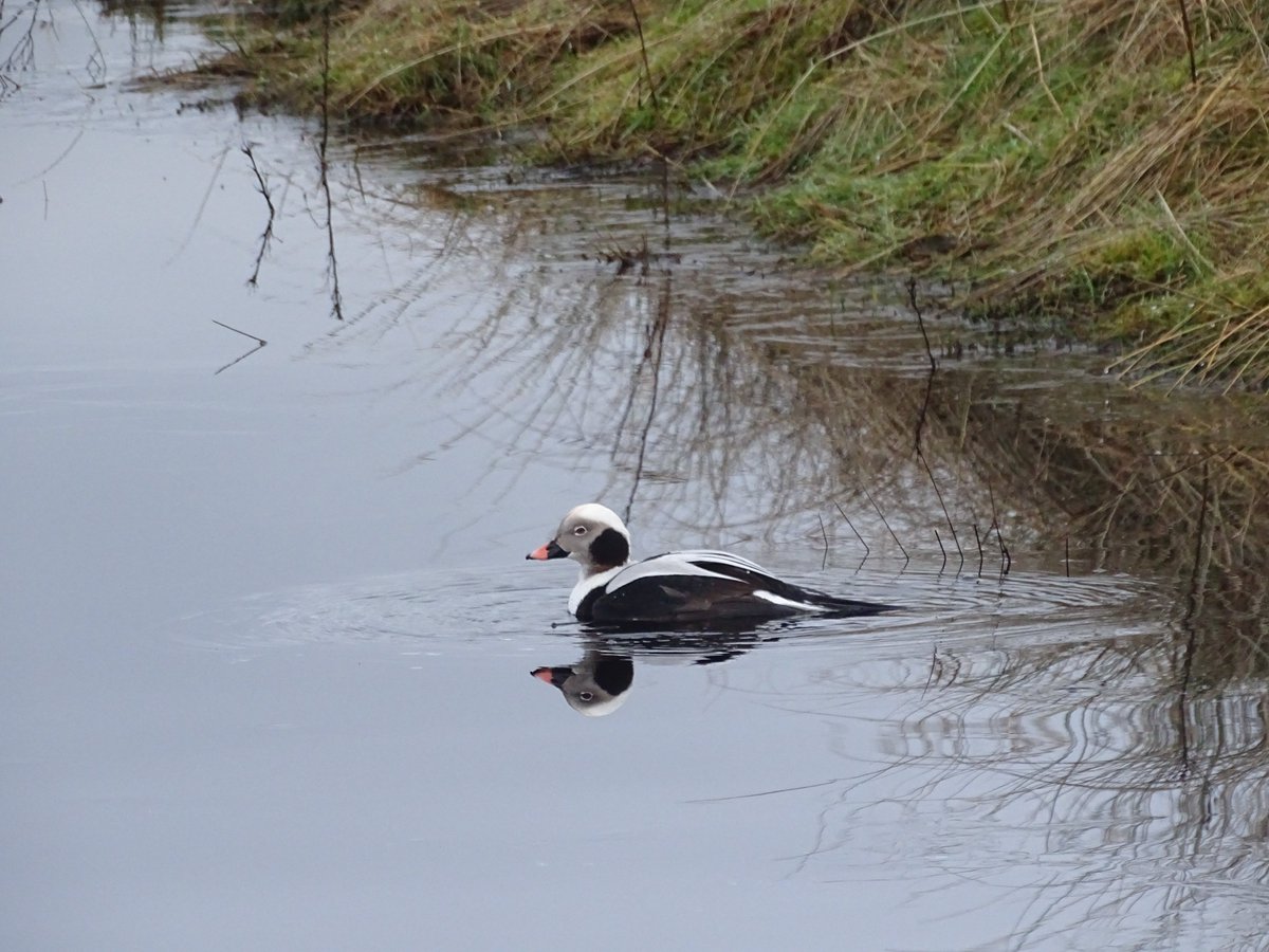 A pretty good return to work - long-tailed duck flew right in front of me then just kept diving and swimming closer.