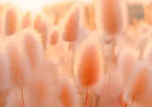 KayandPartners's tweet photo. Explore the reasons behind the selection of PANTONE 13-1023 Peach Fuzz as the Pantone Color of the Year 2024, and learn creative applications in fashion, graphic and multimedia design, and beyond. https://t.co/Few3mVQZDr https://t.co/7DO8L9Txbb