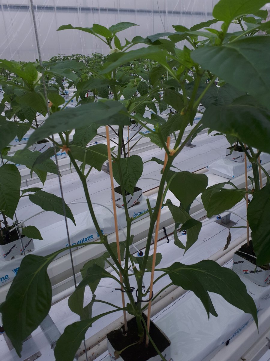 Ook dit jaar staat er een proef weerbare paprikateelt richting fossielvrij. Het verschil met de proef van vorig jaar, is oa dat er nu een ac folie in de kas is aangebracht. Afgelopen week is daardoor met ontvochtigen al 0,15 m3/m2 aardgas equivalent terug gewonnen.